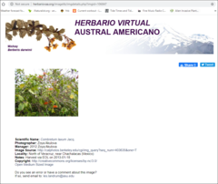 Combretum