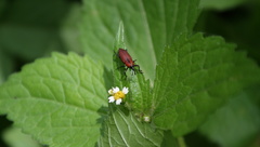 Rhodobaenus sanguineus