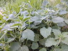 Marrubieae