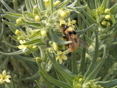 Bombus centralis