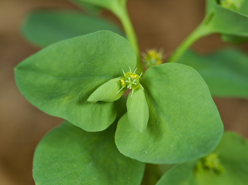 Euphorbia peplus