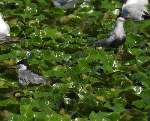 iNaturalist image