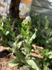 Lepidium draba