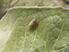 Bathysmatophorinae