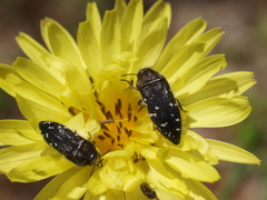 Acmaeodera ornatoides