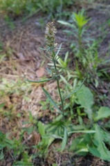 Gamochaeta antillana