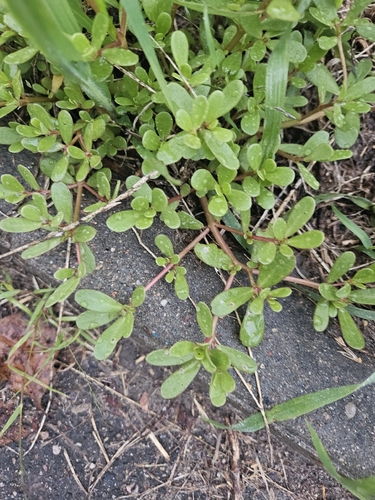Common Purslane