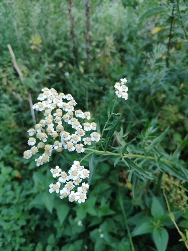 Наблюдение на iNaturalist