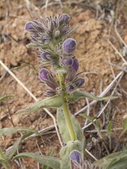 Penstemon glandulosus