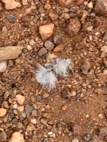 Thistledown Velvet Ant