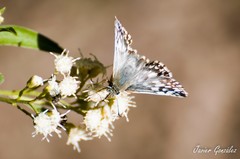 Heliopetes americanus bellatrix