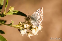 Heliopetes americanus bellatrix