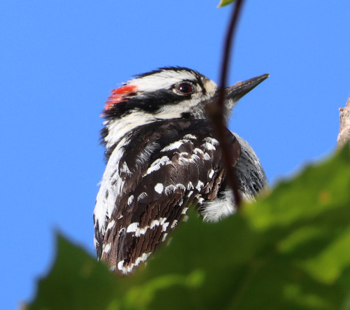 iNaturalist observation photo of Downy Woodpecker