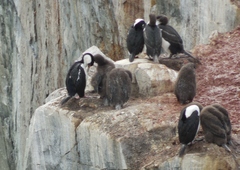 Leucocarbo bransfieldensis
