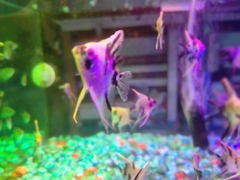 Pterophyllum scalare