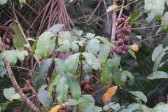 Guarea macrophylla, photograph (c) Jonathan Lorencetti Ehlert, some rights reserved (CC BY-SA)