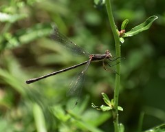Lestes vigilax