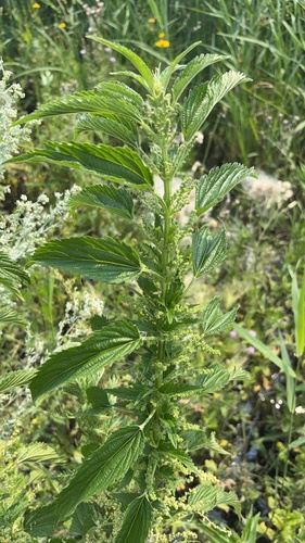 slender stinging nettle