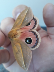 Pseudautomeris grammivora