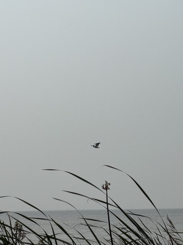 American White Pelican