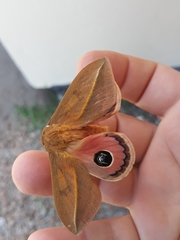 Pseudautomeris grammivora