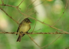 Empidonax flaviventris