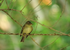 Empidonax flaviventris