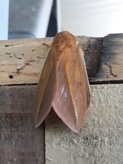 Pseudautomeris grammivora