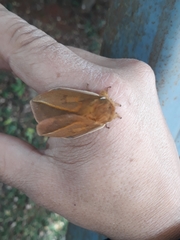 Pseudautomeris grammivora