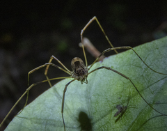 Forsteropsalis inconstans