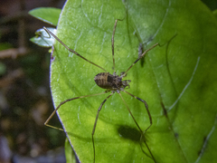 Forsteropsalis inconstans