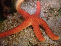 Henricia leviuscula