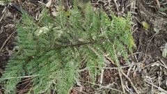 Asplenium × lucrosum