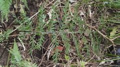 Asplenium × lucrosum