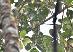 Ampelioides tschudii