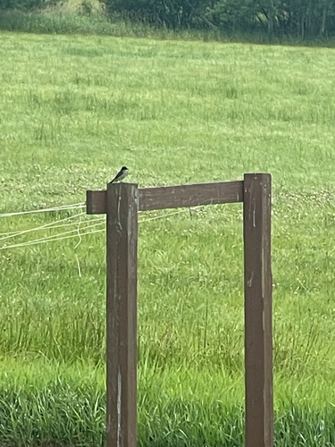 Eastern Kingbird
