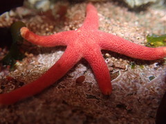Henricia leviuscula