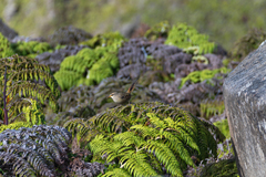 Aphrastura masafuerae