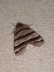 Flammona quadrifasciata