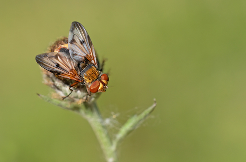 Ectophasia crassipennis, Tilburg, NL-NB, NL, photo 7 of 10