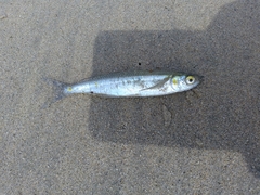 Atherinops affinis