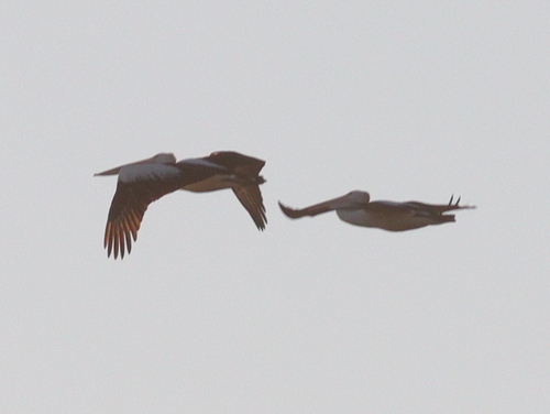Australian Pelican