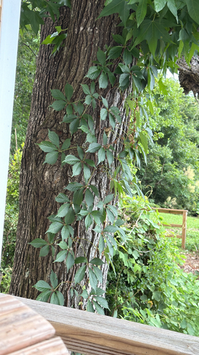 Virginia creeper