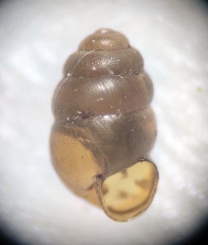 Common Whorl-snail