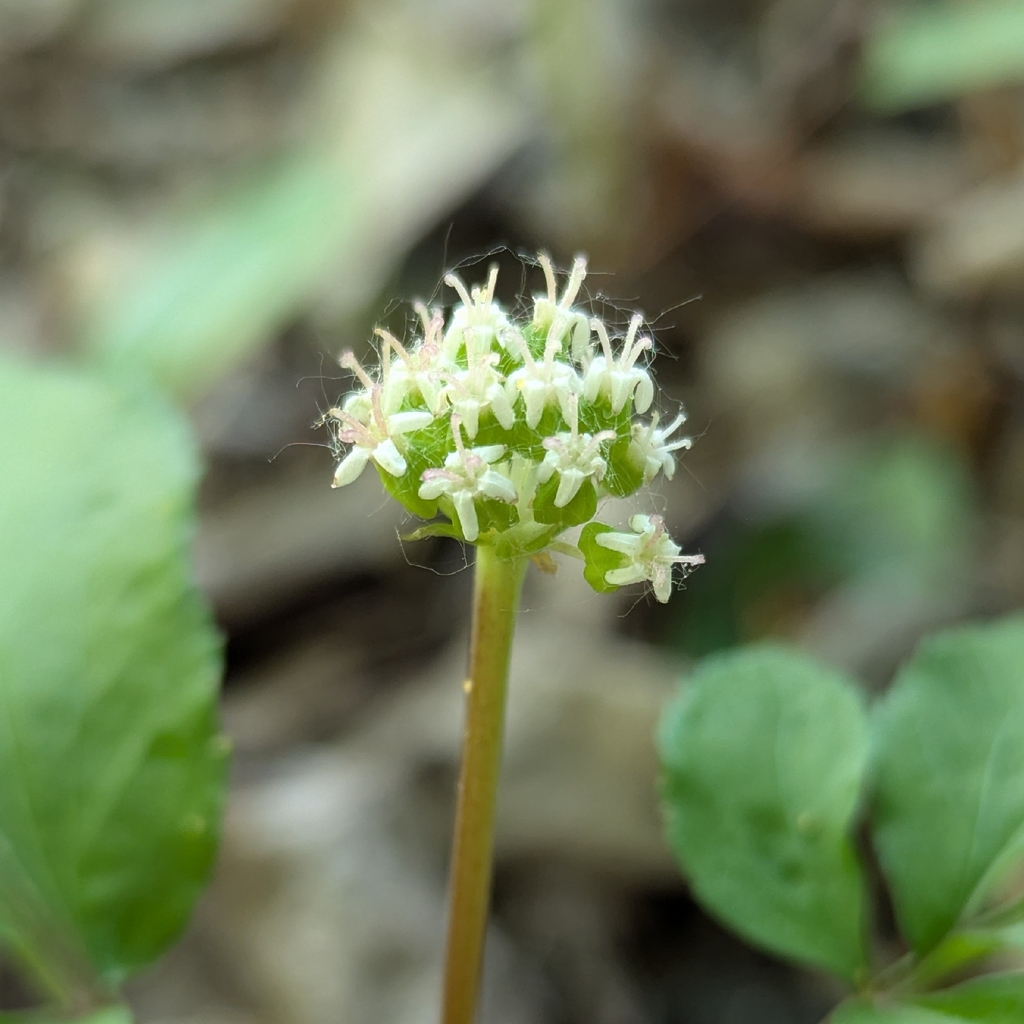 Panax trifolius; photograph (c) Loïc Mathieu, some rights reserved (CC BY)