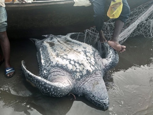 Leatherback Sea Turtle