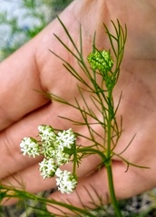 Bifora