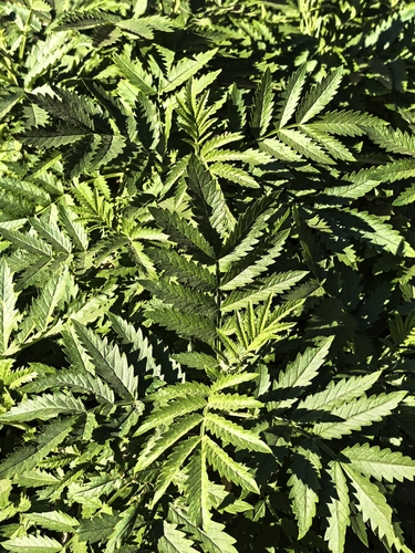 Melianthus comosus, photograph 4