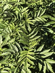 author not stated, no rights reserved Melianthus comosus, photograph author not stated, no rights reserved
