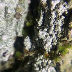 Pertusaria paratuberculifera